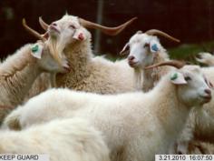 Researching animal behaviour - with no one around.